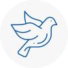 Bird Prevention St Levan