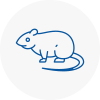 Rat Control St Levan